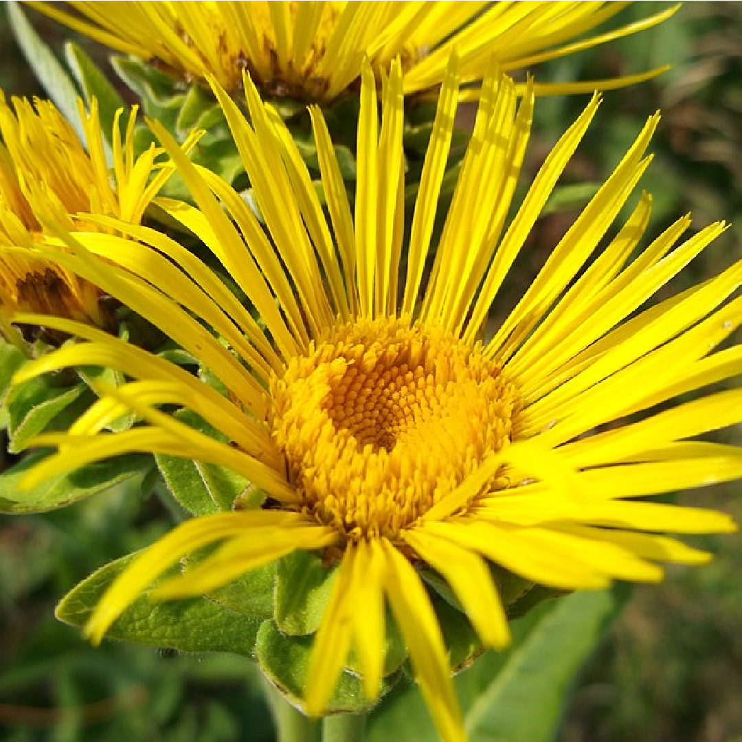 Elecampane Roots/ Inula Helenium