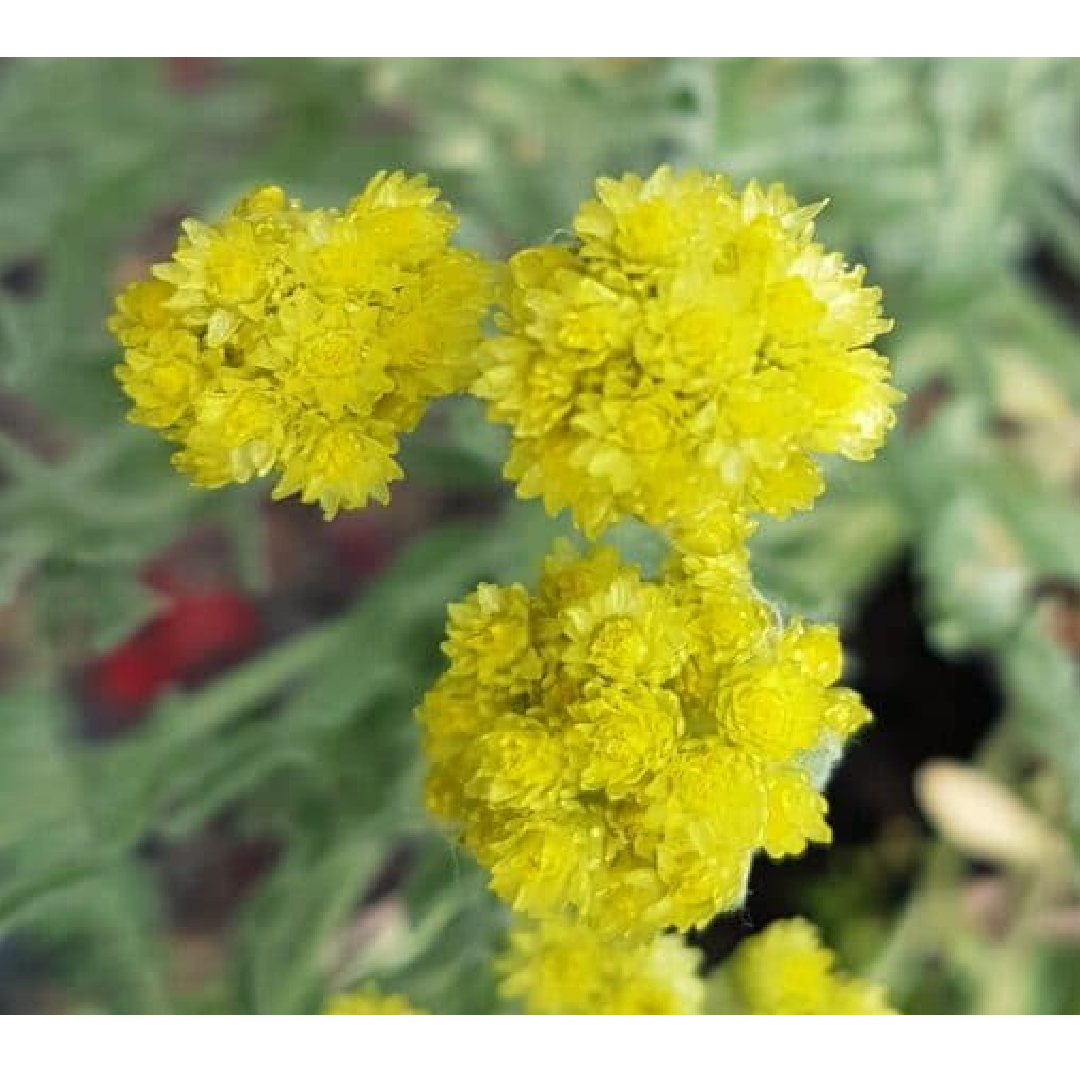 Everlasting Flower/ Helichrysum Arenarium