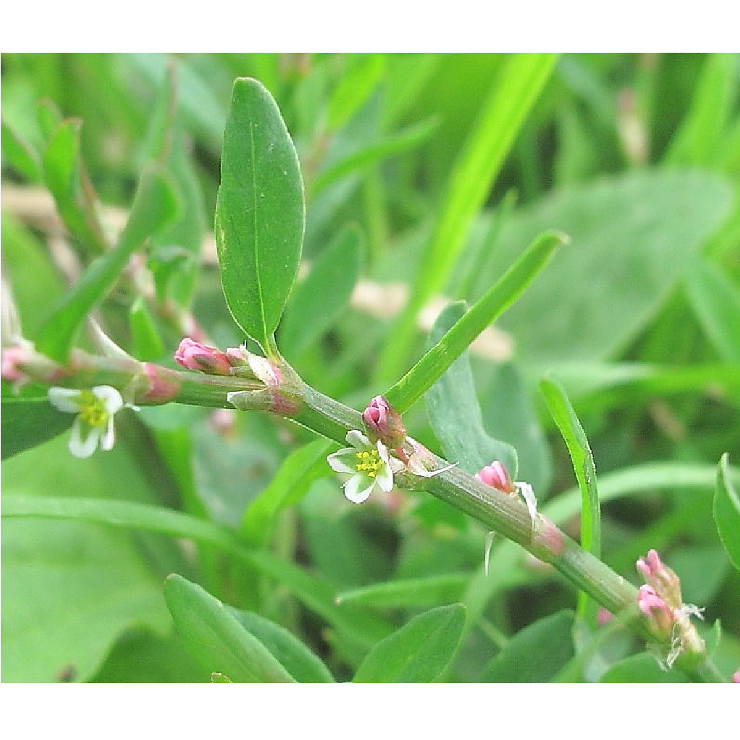 Knot Grass/ Polygonum Aviculare