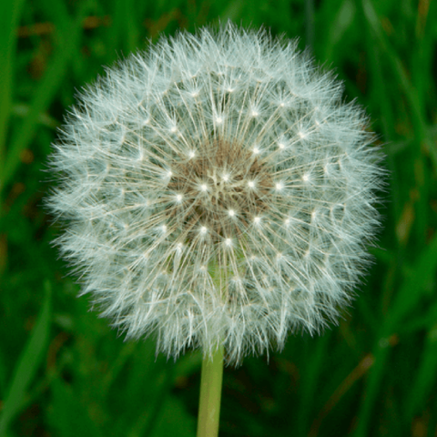 Dandelion Roots/ Taraxacum Officinale