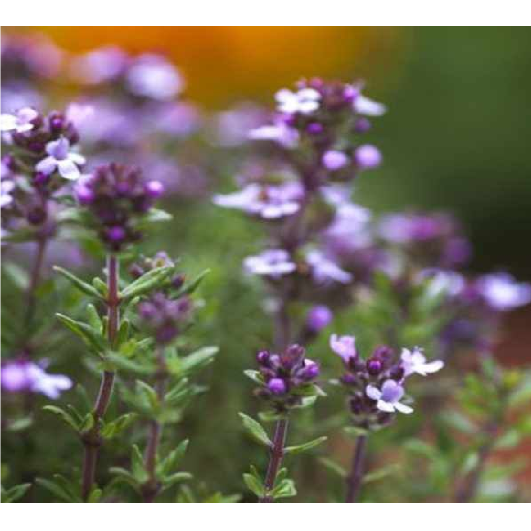 Garden Thyme Herb/ Thymus Vulgaris