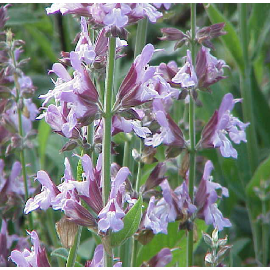 Herbs of Sage/ Salvia Officinalis
