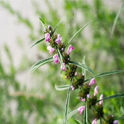 Motherwort Herb/ Leonurus Cardiaca