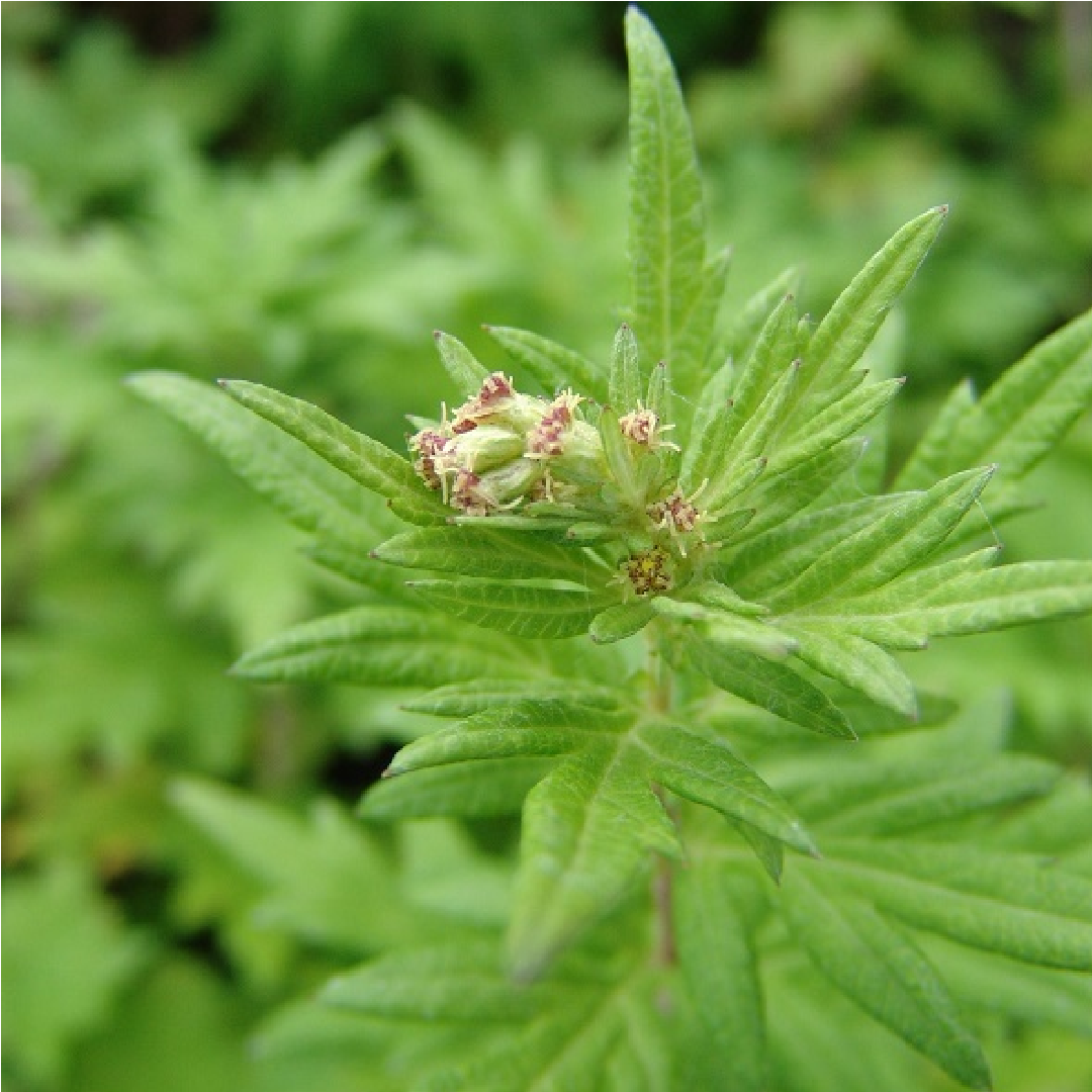 Mugwort Herb/ Artemisia Vulgaris