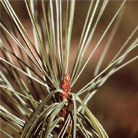 Pine Buds/ Pinus