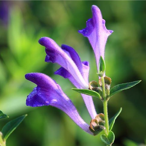 Skullcap Herb/ Scutellaria