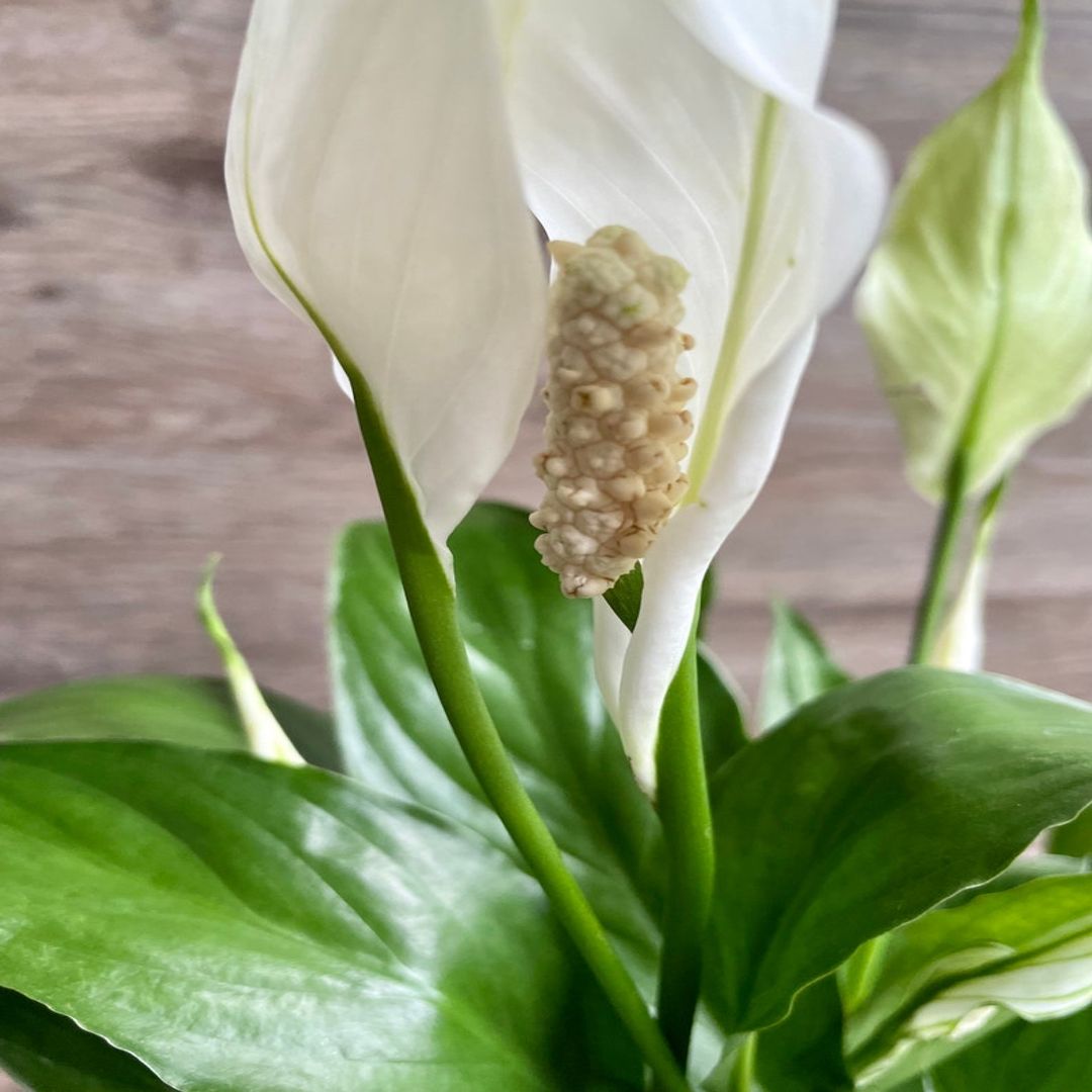 LIVE Peace Lily - Spathiphyllum in a 4