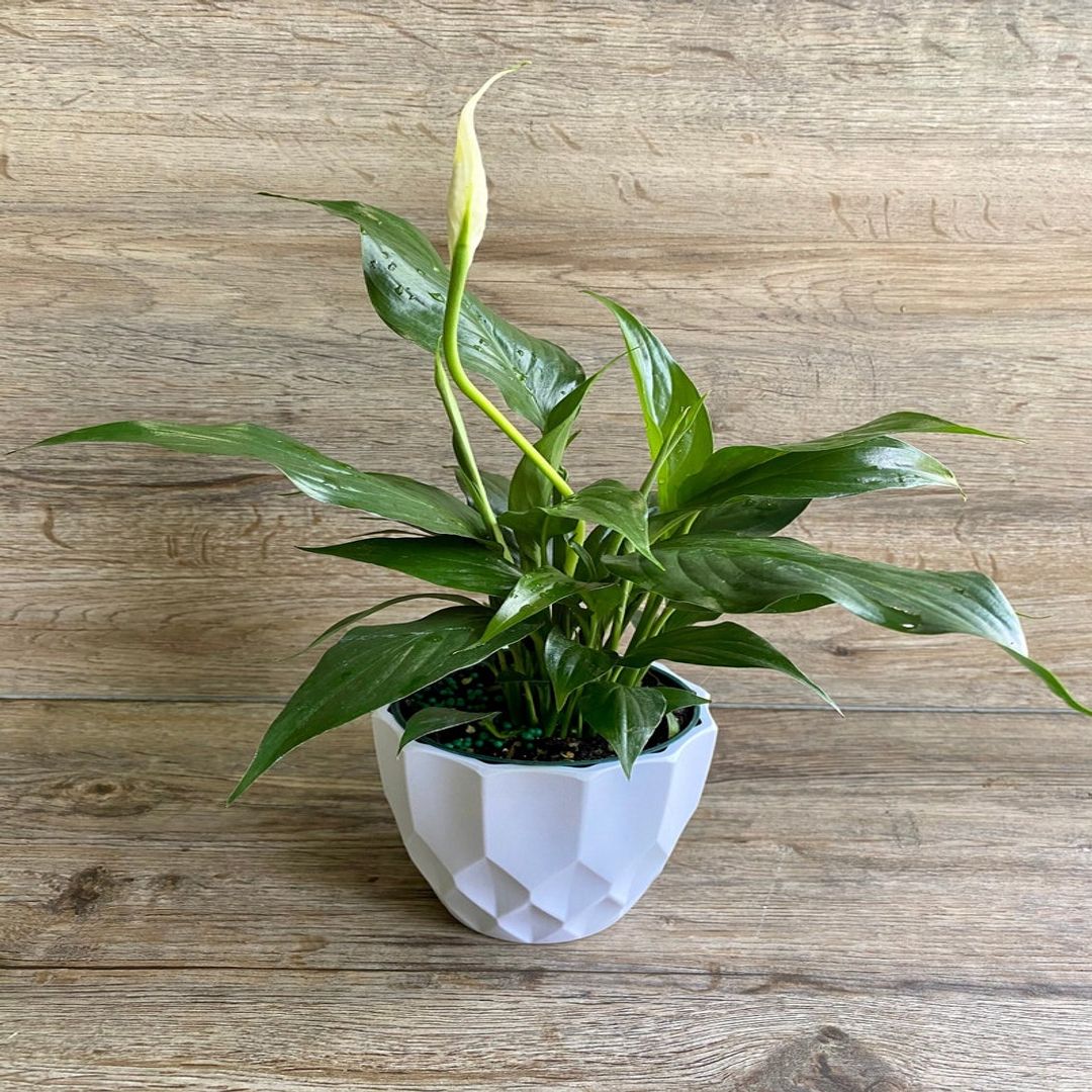 LIVE Peace Lily - Spathiphyllum in a 4