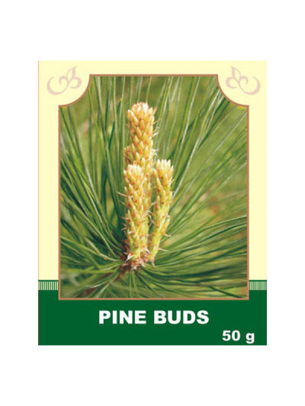 Почки Сосны/ Pine Buds/ Pinus